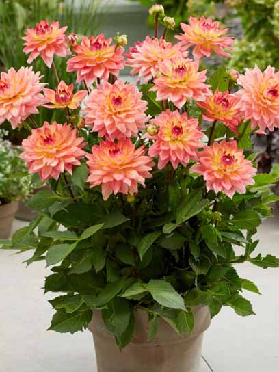 Корнеклубень TUBERBULB Export B.V. георгины декоративной Мелоди Дора 1 шт. 