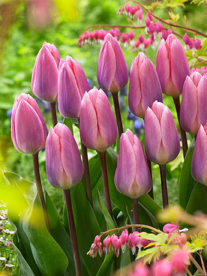 Луковица тюльпана Дарвина Лайт энд Дрими 3 шт. TUBERBULB Export B.V.