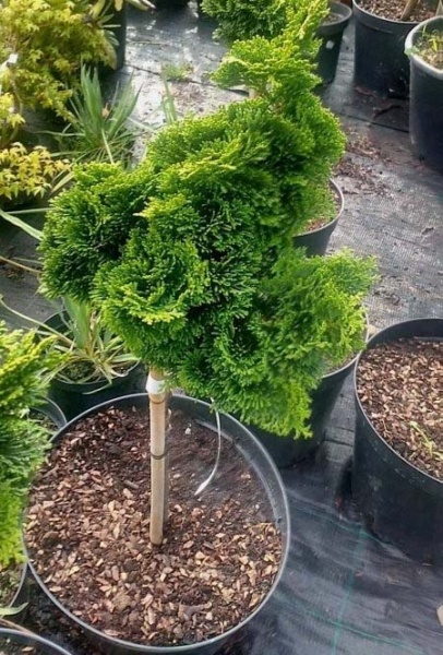 Растение Кипарисовик тупой / Chamaecyparis obtusa Gracilis, С5