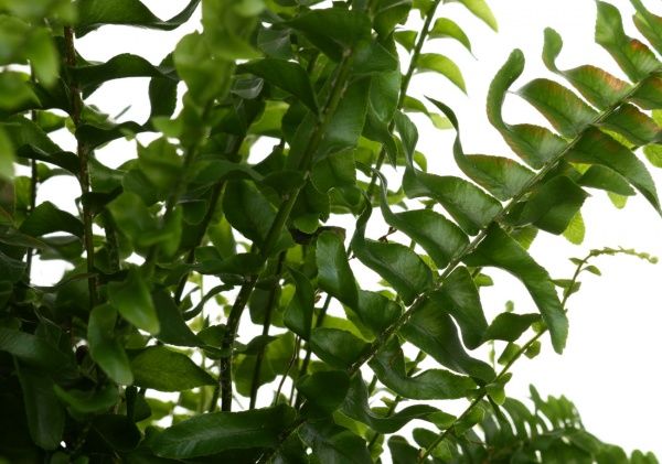 Рослина Нефролепіс Boston 17x50 см