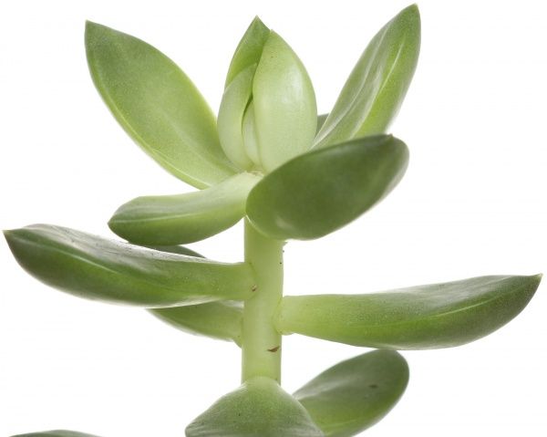 Рослина Сукулент 5.5х10 см