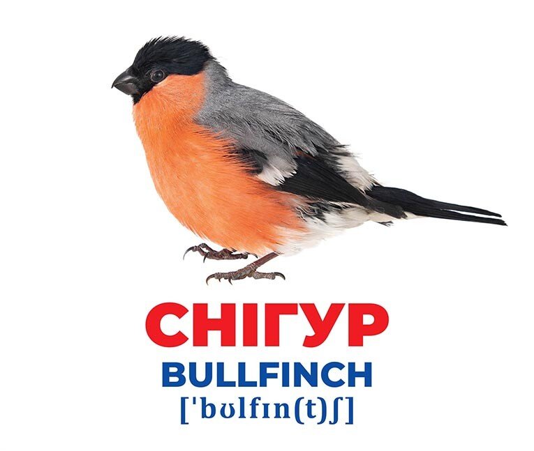 Набор учебный «Геній з пелюшок. Птахи України» 482-307-615-158-4