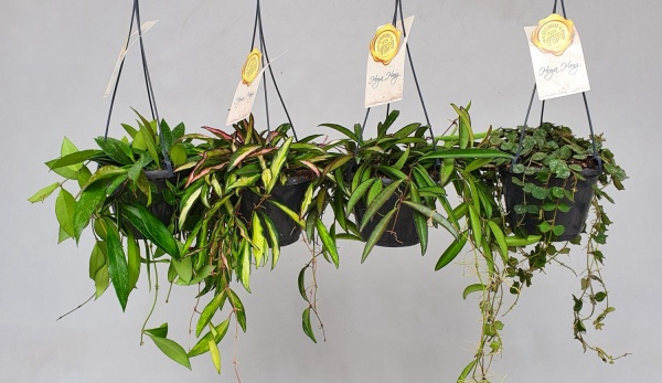 Рослина Хойя мікс d17/h60