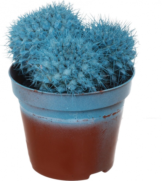 Растение Кактус разноцветный 8/10