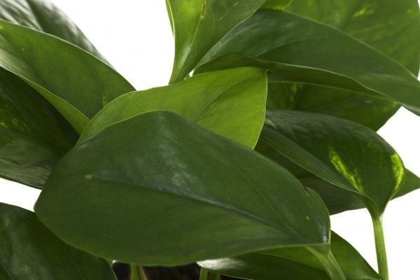 Рослина кімнатна Епіпремнум Ауремум 12x20 см