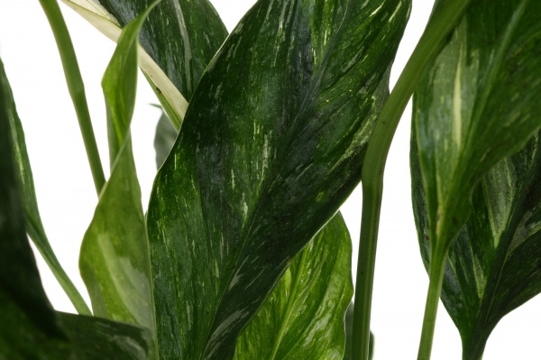 Рослина кімнатна Спатіфіллум Diamond 14x50