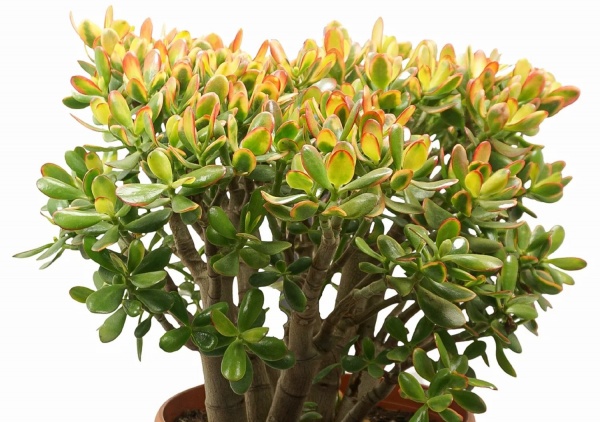 Растение Красула XXL 25/60