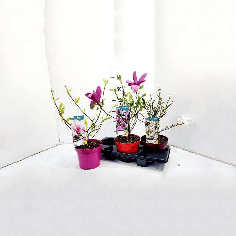 Растение Магнолия 19*55 микс