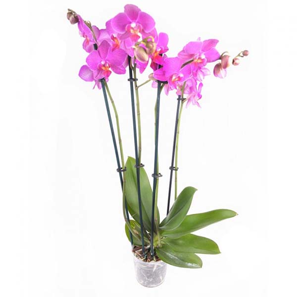 Растение комнатное Фаленопсис 4 ствола микс 12/60