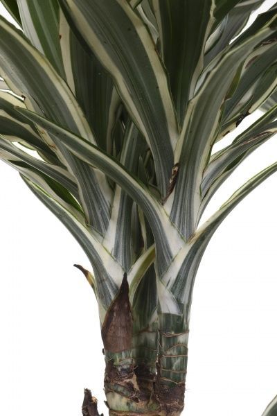 Растение комнатное Драцена Варнецки