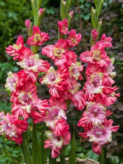 Клубнелуковица гладиолуса Брокенхет Фризл 3 шт. 