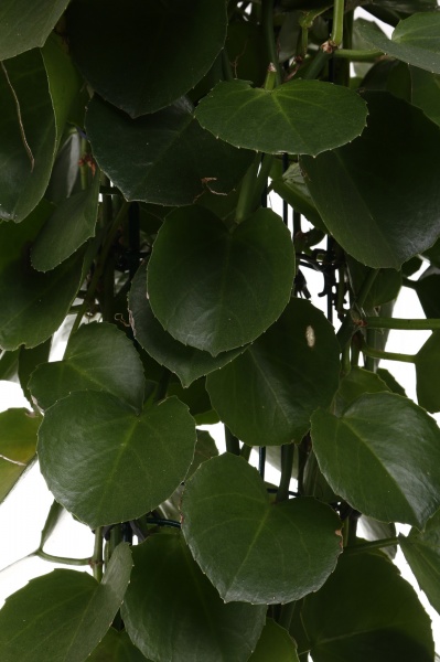 Растение комнатное Циссус зеленый на опоре d24/h120