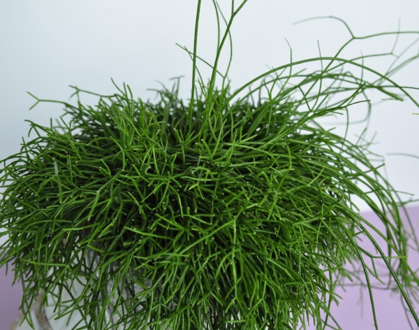 Растение комнатное Рипсалис микс 12/20