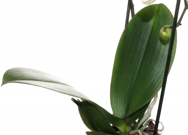 Растение комнатное Фаленопсис 2 ветки Каскад микс d12 h35-45см