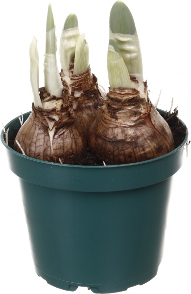 Растение комнатное Нарцисс микс d12/h20