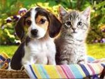 Картина стразами на підрамнику Малеча 40x50 см 188560 Діамантові ручки 