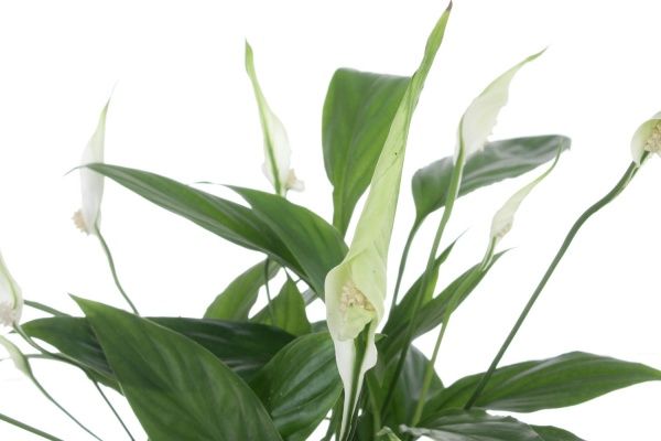 Растение Спатифиллум мини 9/20