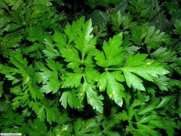 Насіння Професійне насіння петрушка листова Маестро 1 г (4820176690692)