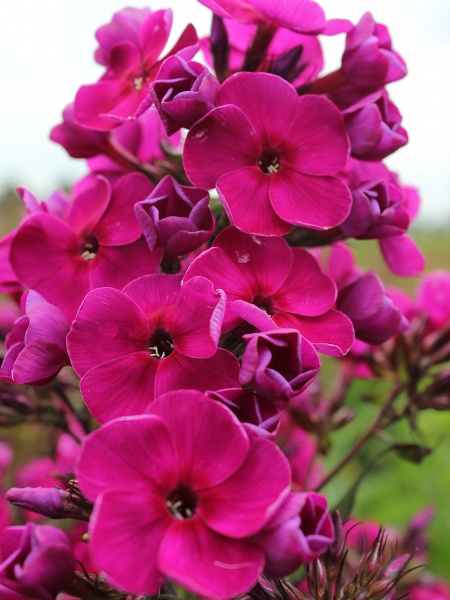 Корневище флокса Рэйвин Бьюти 1 шт. 