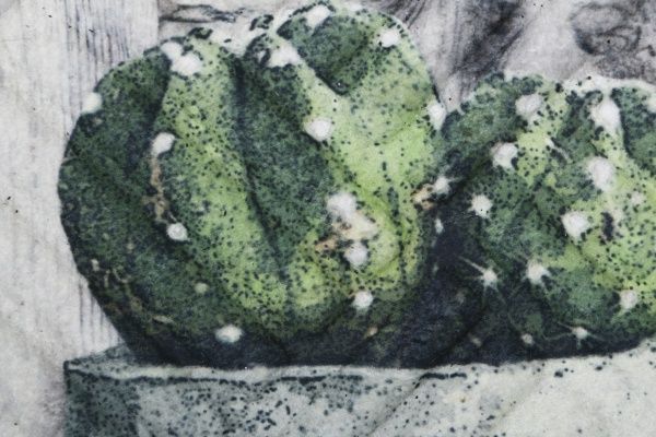 Коврик Multy Home Europe Sp. z o.o. Lima Succulents 45x75