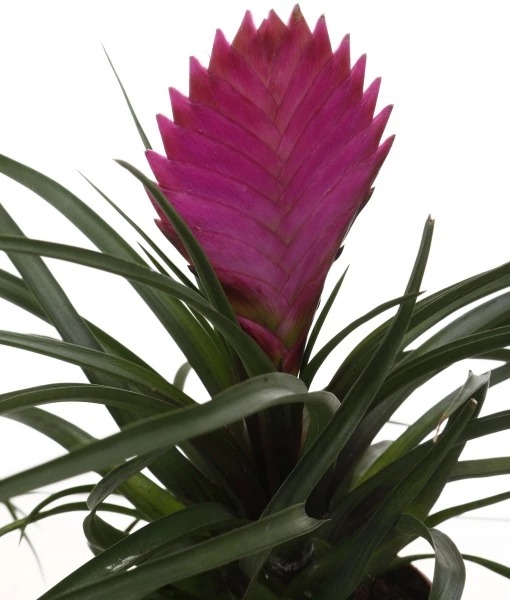 Растение Тиллансия Cyanea Anita 9/30