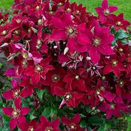 Растение Клематис Niobe (K23-S23 h40-60 C2)