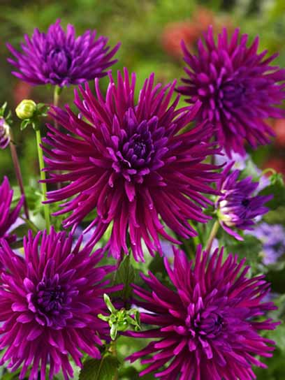 Коренебульба жоржини кактусової Пьорпл Джем 1 шт. 