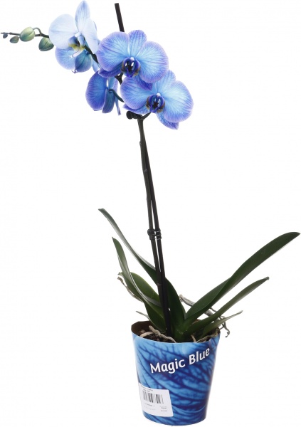 Рослина кімнатна Фаленопсис 12х60 см 1 стовбур синій (фарбований)