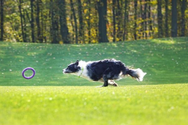 Снаряд тренировочный Puller Midi для собак 20 см