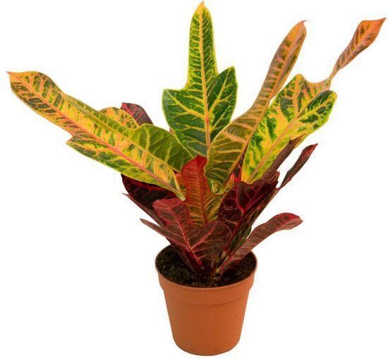Рослина Кротон Екселент 13/50