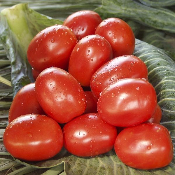 Насіння Професійне насіння томат низькорослий Омнія F1 20 шт. (4820176693365)