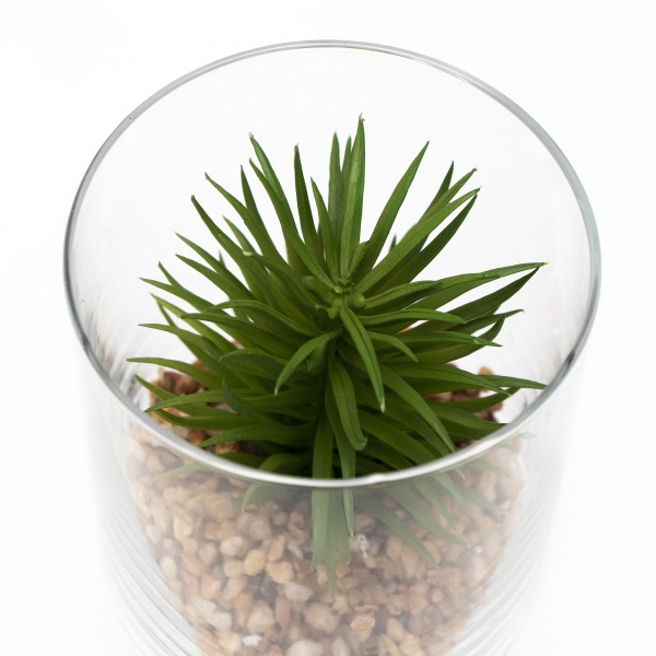 Флорариум Суккулент в стеклянной вазе 190713 10x12 см