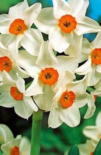 Цибулина Яскрава Цибулина Яскрава нарцис Geranium 2 шт. (10887119) 2 шт. 