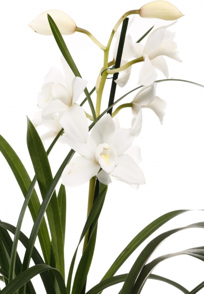 Растение комнатное Цимбидиум 14х60 см 1 ствол микс