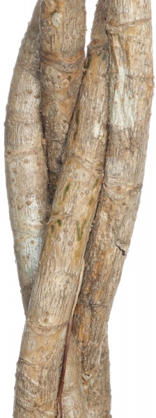 Рослина кімнатна Шеффлера 27/120