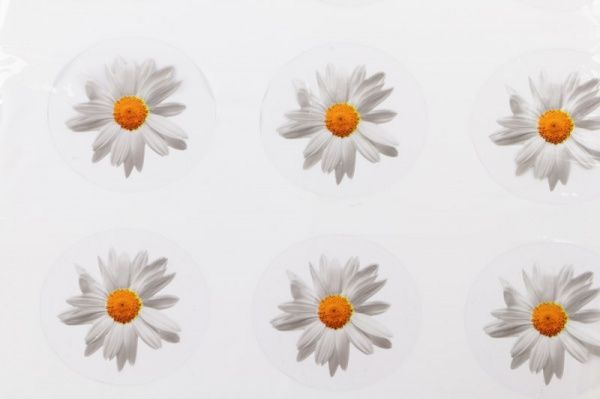 Клейонка на стіл Ромашка 8812 1,4 м