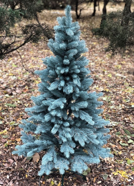 Ель голубая в горшке 100-150 см