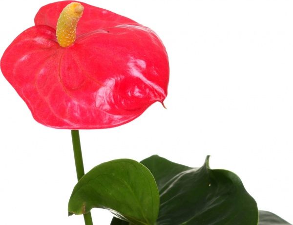 Рослина кімнатна Антуріум Андреанум червоний 12x40 см