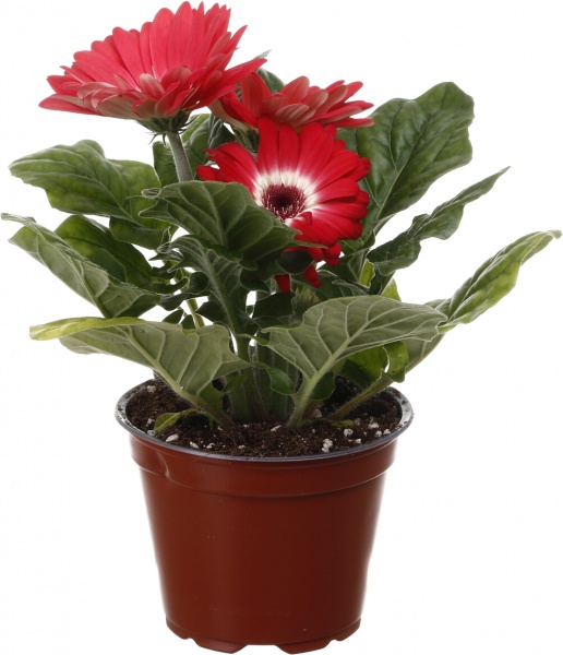 Растение комнатное Гербера микс 12/25