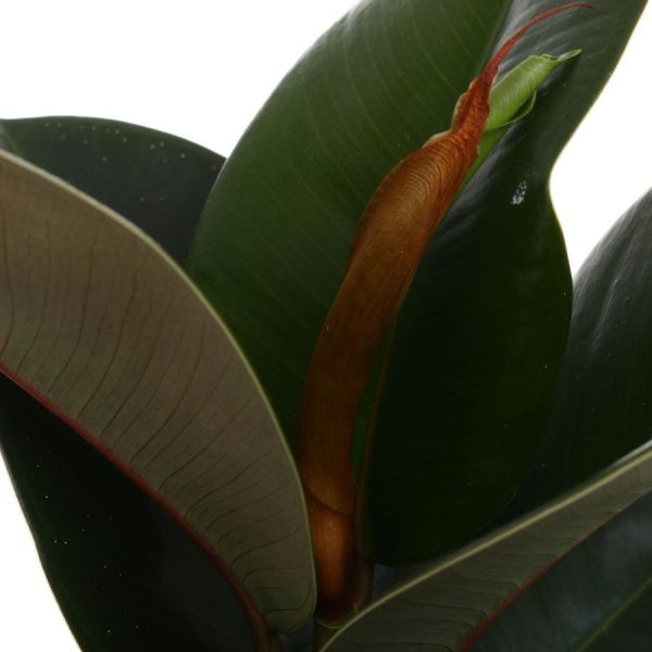 Растение комнатное Фикус эластика клое 14х40