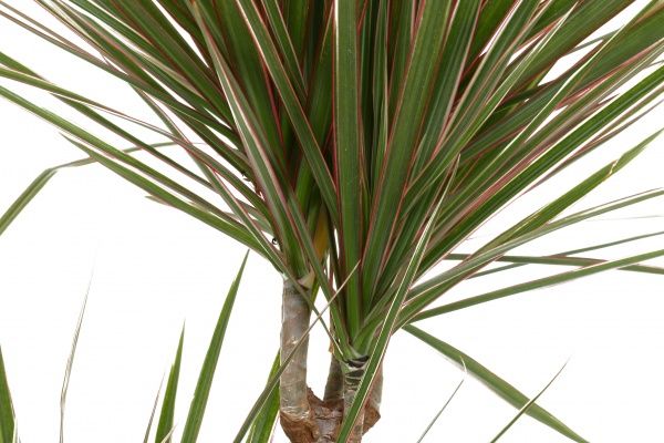 Растение Драцена Биколор 11х50 см