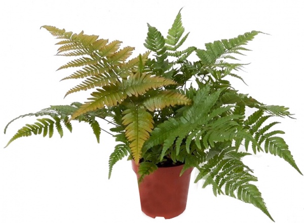 Растение Щитник красносорусовый С3