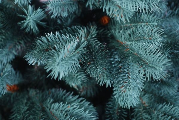 Елка искусственная Зоряна голубая 2.8 м литая зеленый 