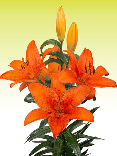 Цибулина VWS EXPORT – IMPORT OF FLOWERBULBS B.V. лілії ТА Фокслей 1 шт.