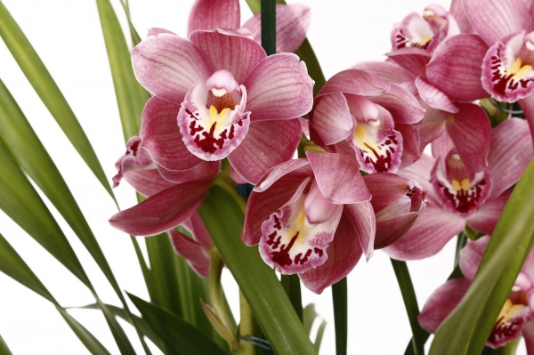 Растение комнатное Цимбидиум 14х65 см 2 ствола микс