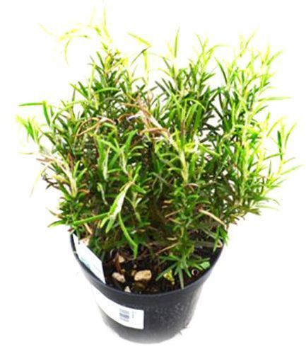 Рослина Пряні трави мікс d14