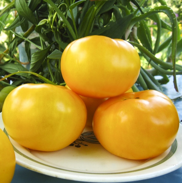 Семена Професійне насіння томат высокорослый Ямамото (KS 10) F1 8 шт. (4820176690784)