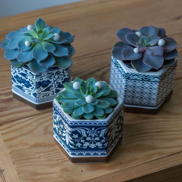 Рослина Ехеверія мікс в керамічному горщику d8/h10