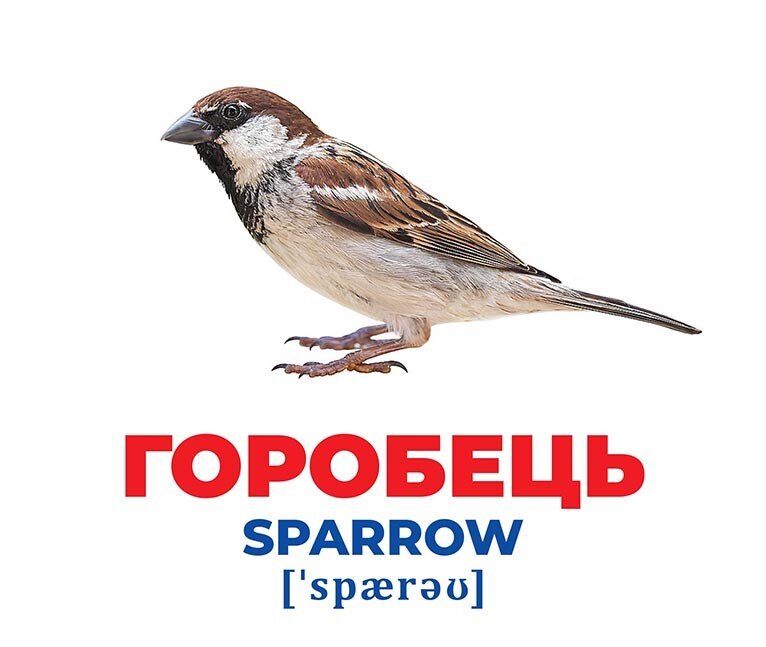 Набор учебный «Геній з пелюшок. Птахи України» 482-307-615-158-4