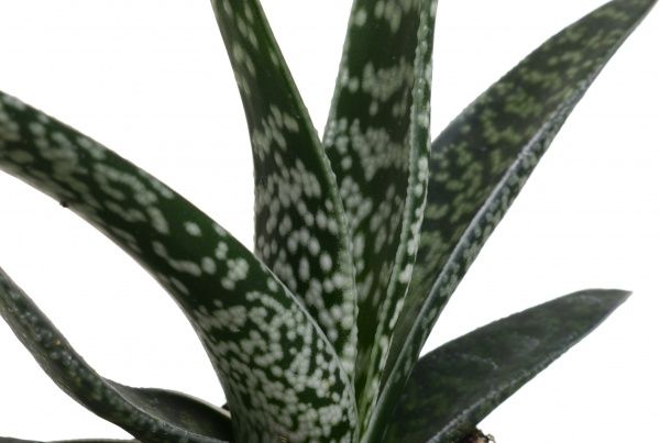 Рослина кімнатна Алое 6х8 см